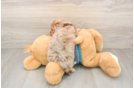 Petite Yorkie Poo Poodle Mix Pup