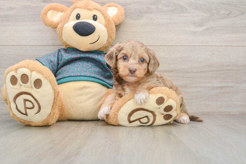 Playful Yo Yo Poo Poodle Mix Puppy