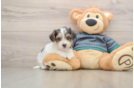 Friendly Yorkie Poo Baby