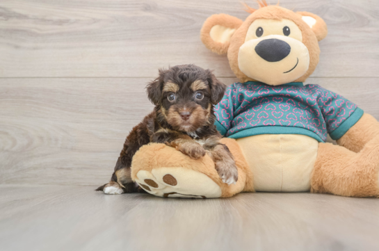 Friendly Yorkie Poo Baby