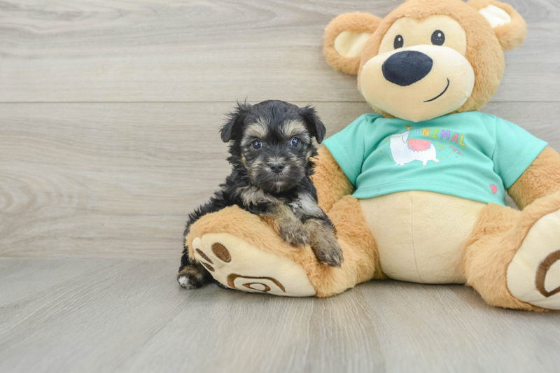 Meet Harper - our Yorkie Poo Puppy Photo 1/3 - Lone Star Pups