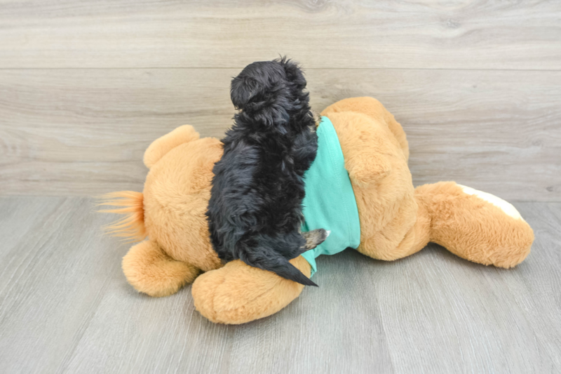 Meet Harper - our Yorkie Poo Puppy Photo 2/3 - Lone Star Pups