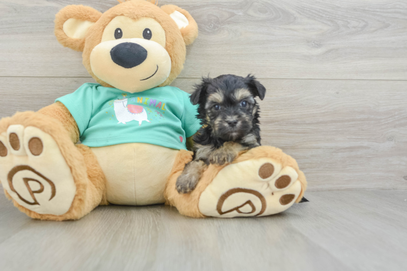 Meet Harper - our Yorkie Poo Puppy Photo 3/3 - Lone Star Pups