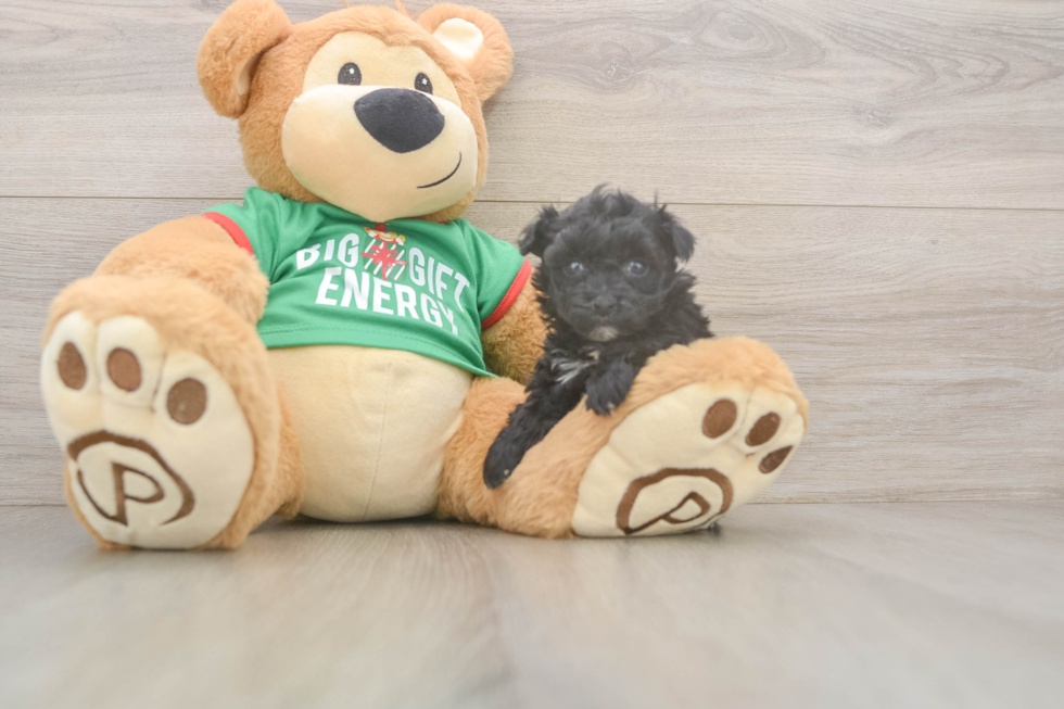 Yorkie Poo Puppy for Adoption