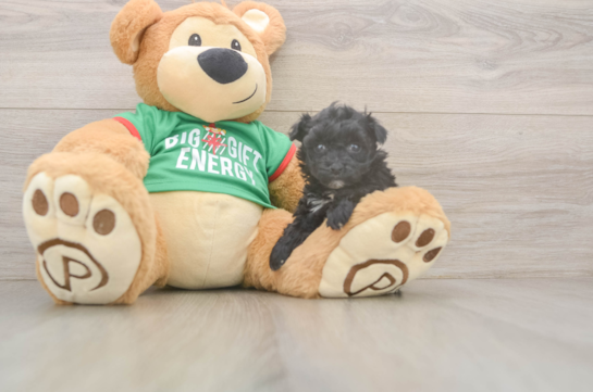 Yorkie Poo Puppy for Adoption