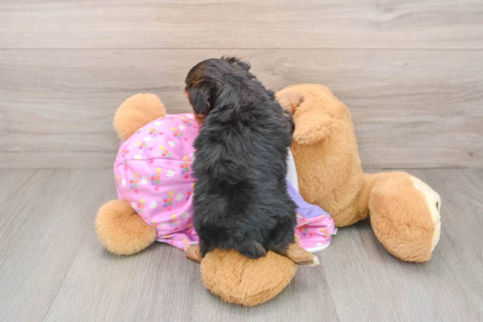 Petite Yorkie Poo Poodle Mix Pup