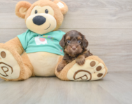 9 week old Yorkie Poo Puppy For Sale - Lone Star Pups
