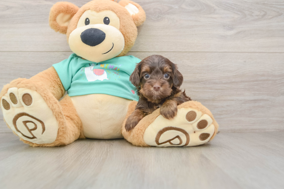 Yorkie Poo Puppy for Adoption