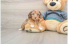 Sweet Yorkie Poo Baby