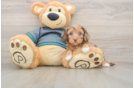 Yorkie Poo Puppy for Adoption