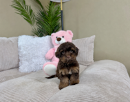 10 week old Yorkie Poo Puppy For Sale - Lone Star Pups