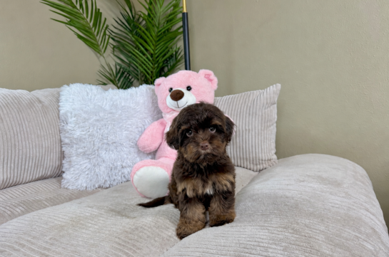 Yorkie Poo Puppy for Adoption