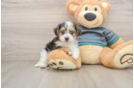 Yorkie Poo Puppy for Adoption