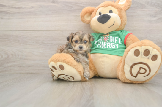 Best Yorkie Poo Baby