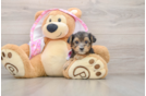 Hypoallergenic Yorkie Doodle Poodle Mix Puppy