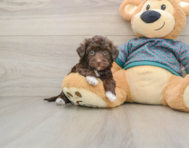 8 week old Yorkie Poo Puppy For Sale - Lone Star Pups