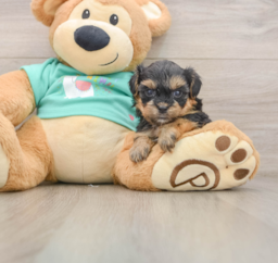 6 week old Yorkie Poo Puppy For Sale - Lone Star Pups