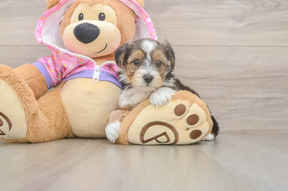 5 week old Yorkie Poo Puppy For Sale - Lone Star Pups