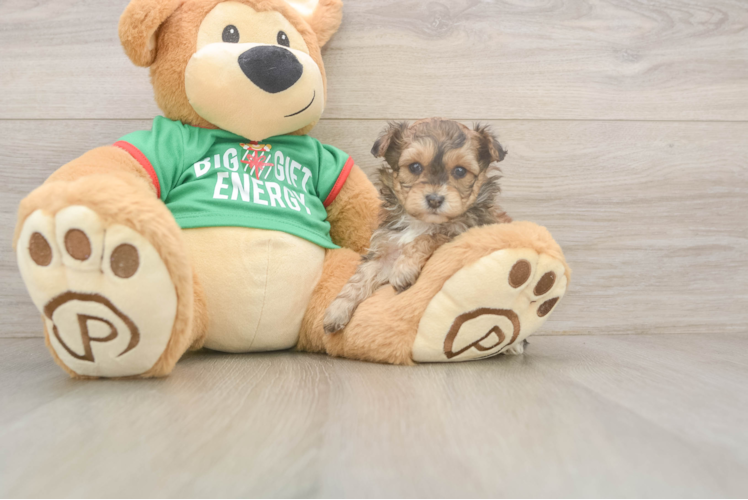 Yorkie Poo Puppy for Adoption