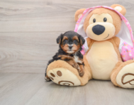 8 week old Yorkie Poo Puppy For Sale - Lone Star Pups
