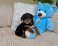 9 week old Yorkie Poo Puppy For Sale - Lone Star Pups