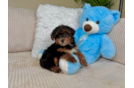 Cute Yorkie Poo Poodle Mix Pup