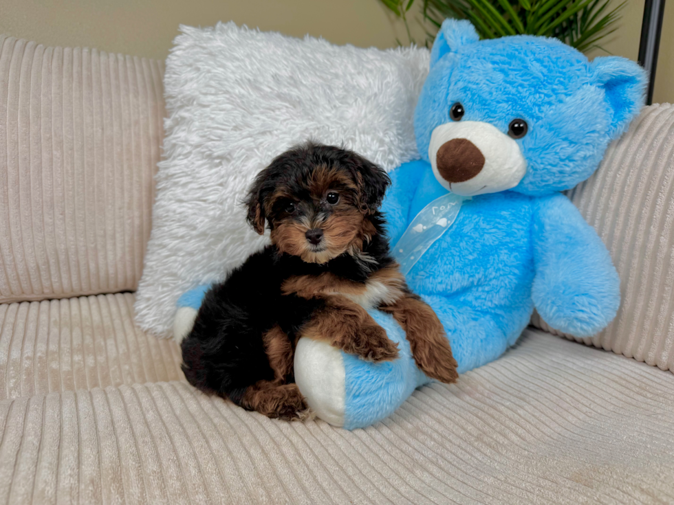Cute Yorkie Poo Poodle Mix Pup