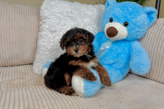 Cute Yorkie Poo Poodle Mix Pup