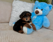 10 week old Yorkie Poo Puppy For Sale - Lone Star Pups
