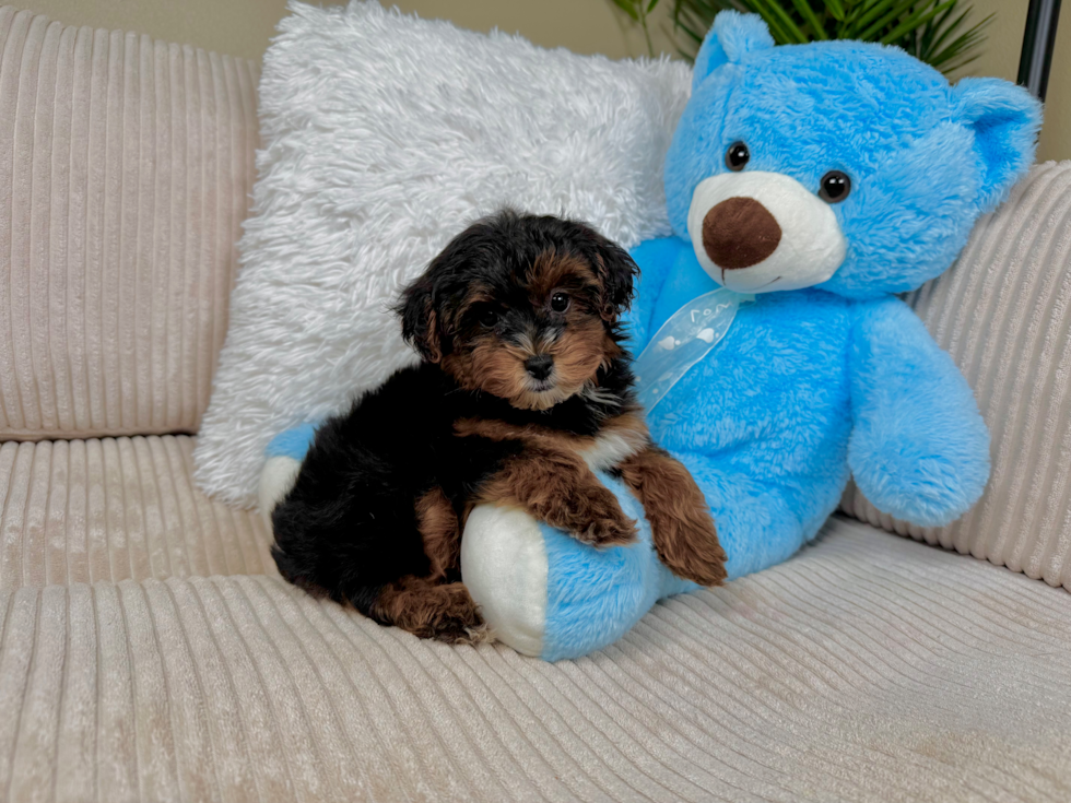 Best Yorkie Poo Baby