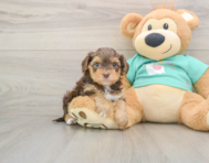 9 week old Yorkie Poo Puppy For Sale - Lone Star Pups