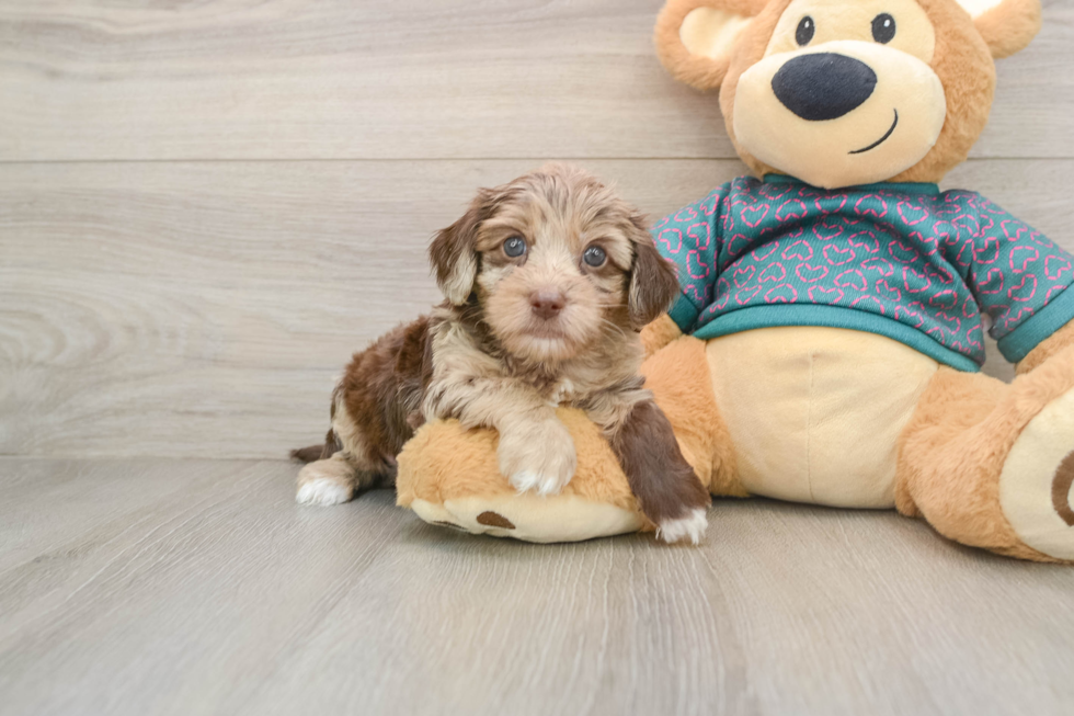 Yorkie Poo Pup Being Cute