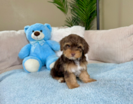 10 week old Yorkie Poo Puppy For Sale - Lone Star Pups