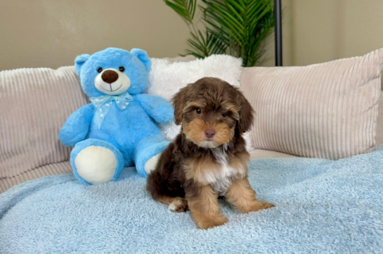 Cute Yorkie Poo Baby