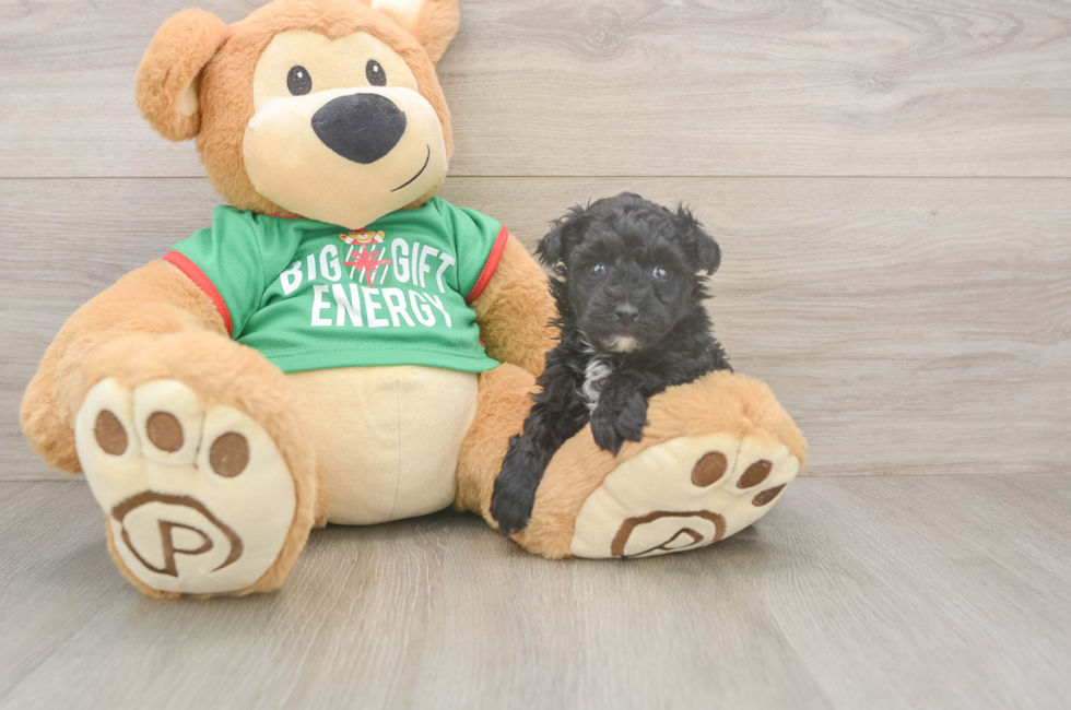 5 week old Yorkie Poo Puppy For Sale - Lone Star Pups