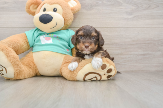 Sweet Yorkie Poo Baby