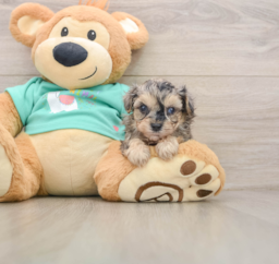7 week old Yorkie Poo Puppy For Sale - Lone Star Pups