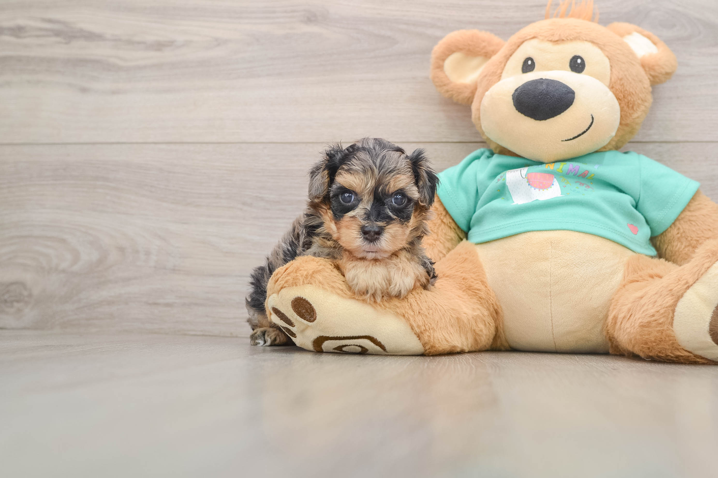 Yorkie Poo Puppy for Adoption