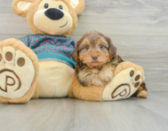 6 week old Yorkie Poo Puppy For Sale - Lone Star Pups