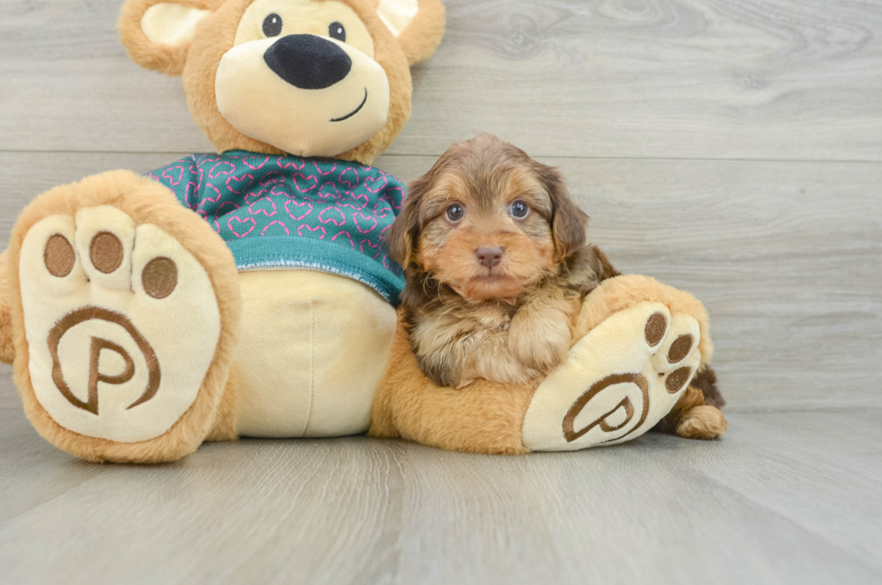 6 week old Yorkie Poo Puppy For Sale - Lone Star Pups