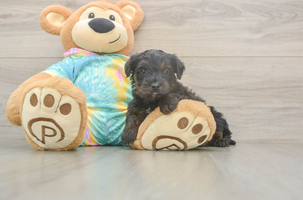 5 week old Yorkie Poo Puppy For Sale - Lone Star Pups