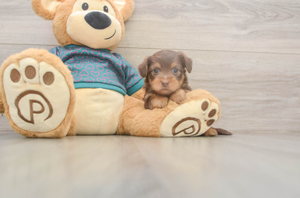 5 week old Yorkie Poo Puppy For Sale - Lone Star Pups