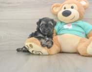 7 week old Yorkie Poo Puppy For Sale - Lone Star Pups