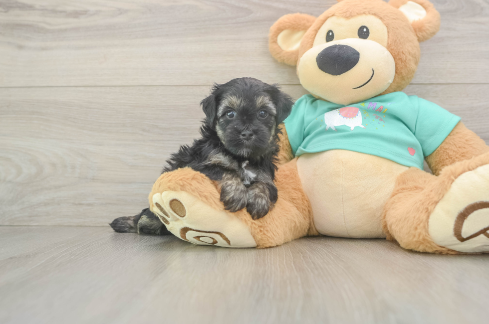5 week old Yorkie Poo Puppy For Sale - Lone Star Pups