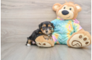 Yorkie Poo Pup Being Cute