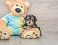 8 week old Yorkie Poo Puppy For Sale - Lone Star Pups