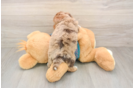 Best Yorkie Poo Baby