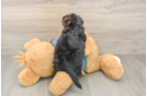 Yorkie Poo Pup Being Cute