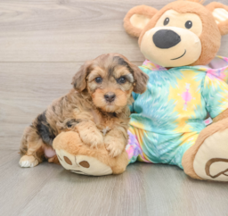 8 week old Yorkie Poo Puppy For Sale - Lone Star Pups