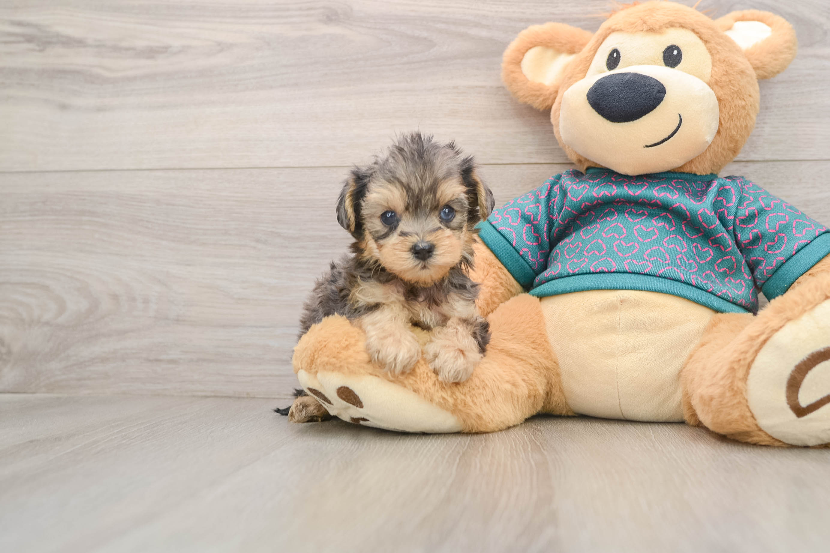 Energetic Yorkipoo Poodle Mix Puppy